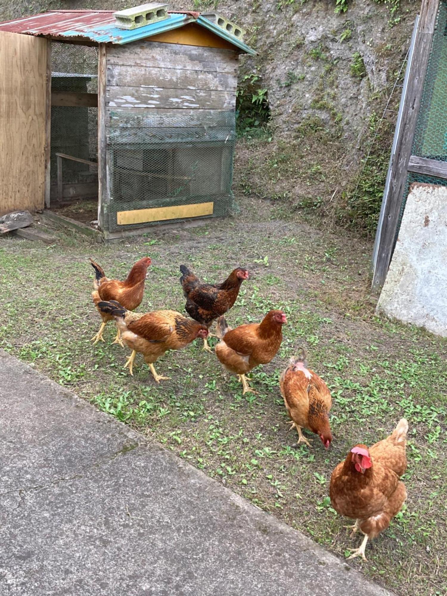 Appartement 体験型農家民泊「お陽さまと風」 à Bungoono Extérieur photo